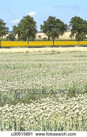 Onion Flower Field in France View Large Photo Image Stock Image - Onion Flower Field in France. Fotosearch