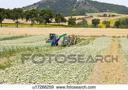 Stock Photo - Onion Flower Field in France. Fotosearch