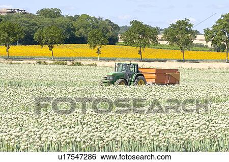 Stock Photograph - Onion Flower Field in France. Fotosearch