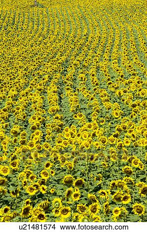 Sunflower Field in France View Large Photo Image Picture - Sunflower Field in France. Fotosearch