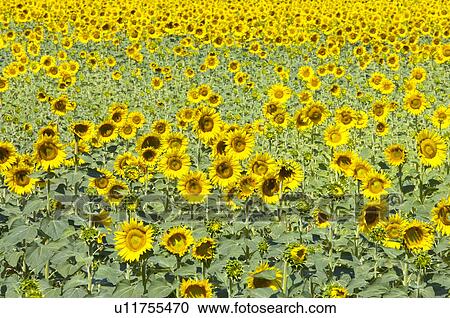Sunflower Field in France View Large Photo Image Stock Image - Sunflower Field in France. Fotosearch