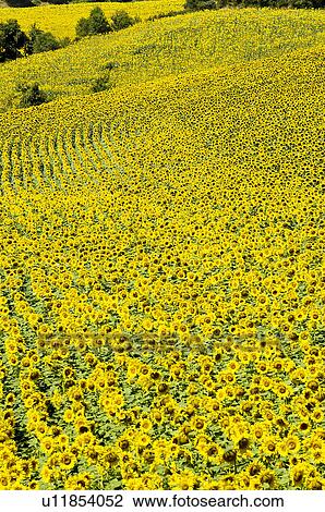 Stock Image - Sunflower Field in France. Fotosearch