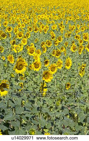 Stock Image - Sunflower Field in France. Fotosearch