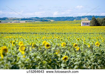Stock Image - Sunflower Field in France. Fotosearch
