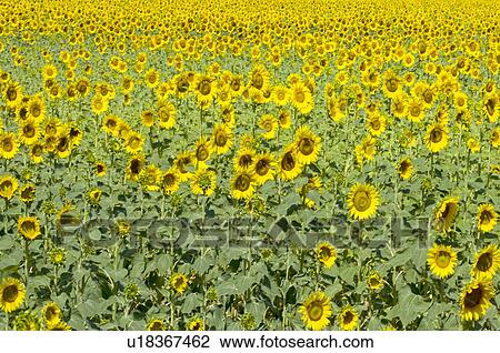 Sunflower Field in France View Large Photo Image Stock Image - Sunflower Field in France. Fotosearch