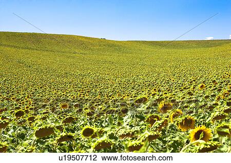 Sunflower Field in France View Large Photo Image Stock Image - Sunflower Field in France. Fotosearch