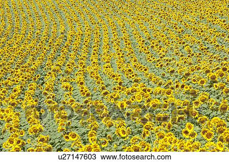 Stock Image - Sunflower Field in France. Fotosearch