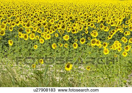 Sunflower Field in France View Large Photo Image Stock Image - Sunflower Field in France. Fotosearch