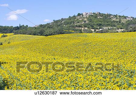 Stock Photo - Sunflower Field in France. Fotosearch