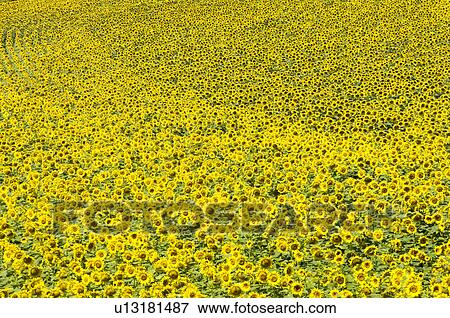 Sunflower Field in France View Large Photo Image Stock Photo - Sunflower Field in France. Fotosearch