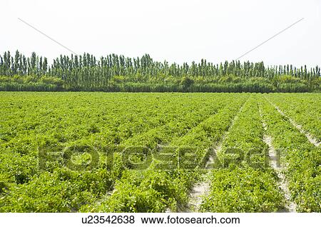 Tomato Field in France View Large Photo Image Stock Photo - Tomato Field in France. Fotosearch