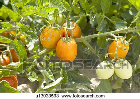 Stock Image - Tomato on Tree, France. Fotosearch