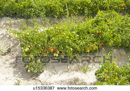 Stock Photo - Tomato on Tree, France. Fotosearch
