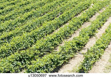 Vineyard in France View Large Photo Image Stock Photo - Vineyard in France. Fotosearch