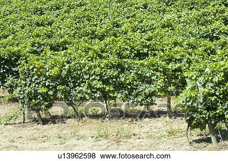 Vineyard in France View Large Photo Image Stock Photo - Vineyard in France. Fotosearch