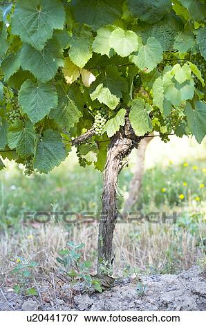 Vineyard in France View Large Photo Image Stock Photo - Vineyard in France. Fotosearch