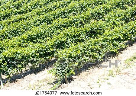 Vineyard in France View Large Photo Image Stock Photo - Vineyard in France. Fotosearch
