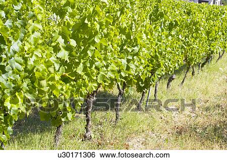 Stock Photograph - Vineyard in France. Fotosearch