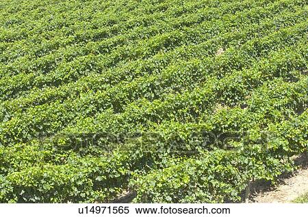 Vineyard in France View Large Photo Image Stock Photography - Vineyard in France. Fotosearch