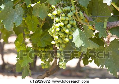 Vineyard in Provence, France View Large Photo Image Stock Image - Vineyard in Provence, France. Fotosearch
