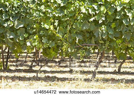 Vineyard in Provence, France View Large Photo Image Stock Image - Vineyard in Provence, France. Fotosearch