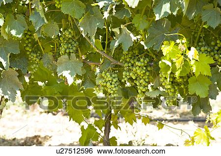 Vineyard in Provence, France View Large Photo Image Stock Photograph - Vineyard in Provence, France. Fotosearch