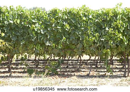 Stock Photography - Vineyard in Provence, France. Fotosearch