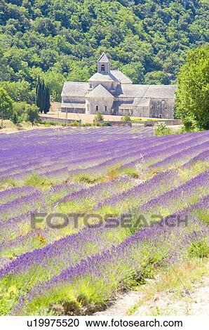 Abbaye de Senanque in Gordes, Provence-Alpes-Cote d'Azur, France View Large Photo Image Stock Image - Abbaye de Senanque in Gordes, Provence-Alpes-Cote d'Azur, France. Fotosearch