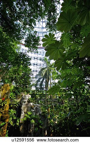 Stock Photograph - Taiwan, Taichung, National Museum of Natural Science, Botanical Garden, Tropical Rainforest Greenhouse. Fotosearch