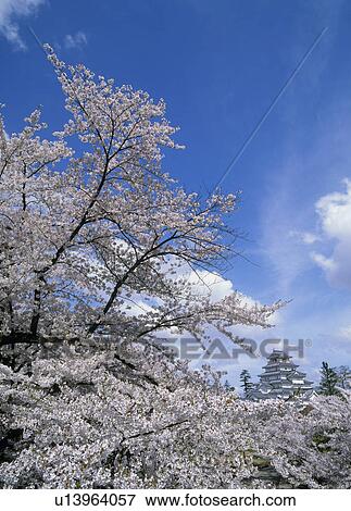 Aizuwakamatsu Castle and Cherry Blossoms, Aizuwakamatsu, Fukushima, Japan View Large Photo Image Stock Photo - Aizuwakamatsu Castle and Cherry Blossoms, Aizuwakamatsu, Fukushima, Japan. Fotosearch