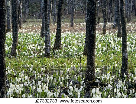 Asian Skunk Cabbage at Nida Pond, Fukushima, Fukushima, Japan View Large Photo Image Stock Image - Asian Skunk Cabbage at Nida Pond, Fukushima, Fukushima, Japan. Fotosearch