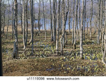 Asian Skunk Cabbage, Kitashiobara, Fukushima, Japan View Large Photo Image Stock Photo - Asian Skunk Cabbage, Kitashiobara, Fukushima, Japan. Fotosearch