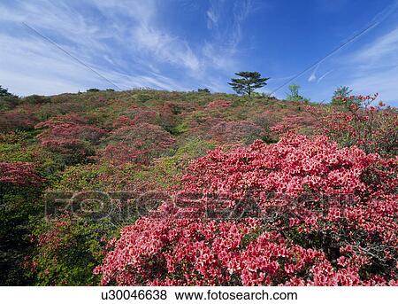 Stock Photo - Azalea, Tamura, Fukushima, Japan. Fotosearch