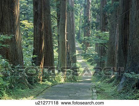 Cedar Avenue, Tsuruoka, Yamagata, Japan View Large Photo Image Stock Photo - Cedar Avenue, Tsuruoka, Yamagata, Japan. Fotosearch
