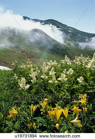 Picture - Daylily and Veratrum Stamineum, Yuza, Yamagata, Japan. Fotosearch