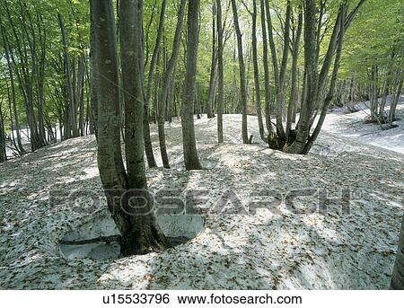 Stock Photograph - Forest, Nishikawa, Yamagata, Japan. Fotosearch