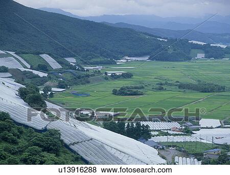 Stock Photo - Grape Vineyard and Paddy Field, Nanyo, Yamagata, Japan. Fotosearch
