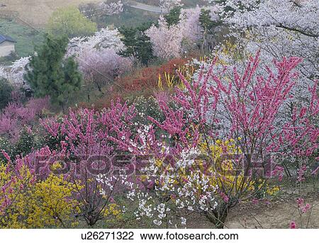 Hanami Mountain, Fukushima, Fukushima, Japan View Large Photo Image Stock Image - Hanami Mountain, Fukushima, Fukushima, Japan. Fotosearch