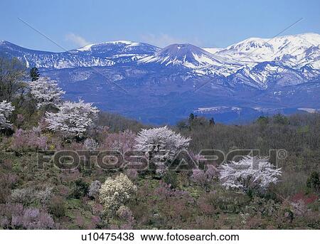 Stock Photo - Hanami Mountain, Fukushima, Fukushima, Japan. Fotosearch