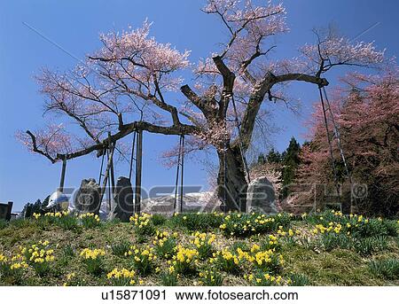 Stock Image - Kamanokoshi-zakura, Shirataka, Yamagata, Japan. Fotosearch