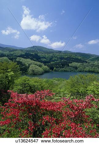 Menuma Pond and Azalea, Fukushima, Fukushima, Japan View Large Photo Image Stock Photo - Menuma Pond and Azalea, Fukushima, Fukushima, Japan. Fotosearch