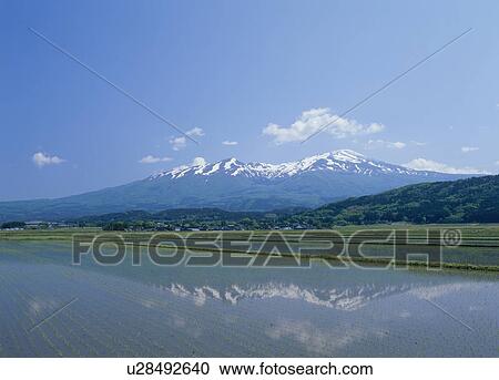 Mount Chokai and Paddy Field, Yuza, Yamagata, Japan View Large Photo Image Stock Image - Mount Chokai and Paddy Field, Yuza, Yamagata, Japan. Fotosearch