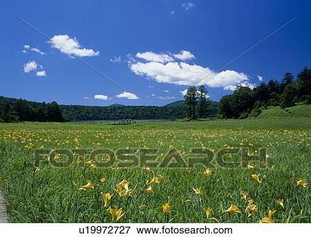 Stock Photo - Oe Wetland, Hinoemata, Fukushima, Japan. Fotosearch