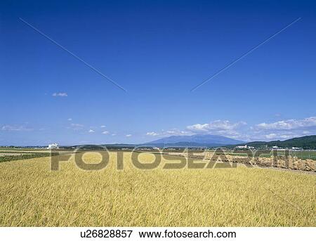 Stock Photo - Rice Field, Sakata, Yamagata, Japan. Fotosearch