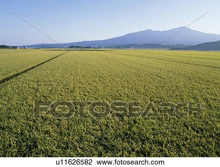Stock Image - Rice Field, Yuza, Yamagata, Japan. Fotosearch