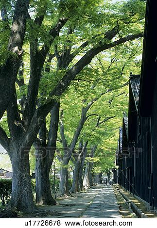 Stock Photo - Sankyo Warehouse and Zelkova Tree, Sakata, Yamagata, Japan. Fotosearch