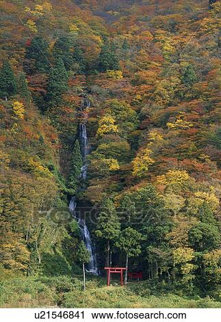 Shiraito Falls, Tozawa, Yamagata, Japan View Large Photo Image Stock Image - Shiraito Falls, Tozawa, Yamagata, Japan. Fotosearch