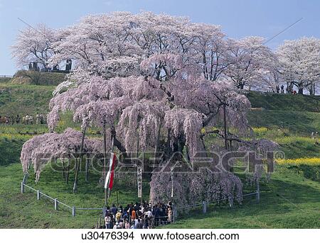 Picture - Takizakura, Miharu, Fukushima, Japan. Fotosearch