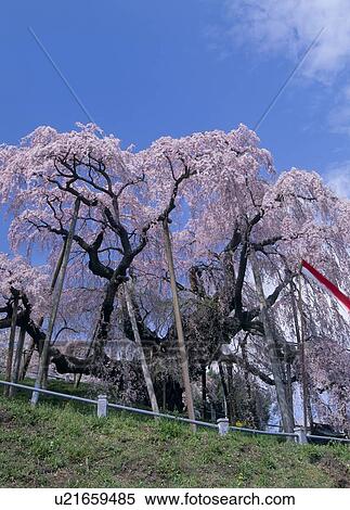 Takizakura, Miharu, Fukushima, Japan View Large Photo Image Stock Photography - Takizakura, Miharu, Fukushima, Japan. Fotosearch