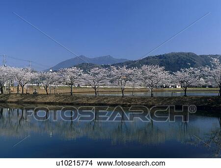 Cherry Blossoms and Mount Tsukuba, Tsukuba, Ibaraki, Japan View Large Photo Image Picture - Cherry Blossoms and Mount Tsukuba, Tsukuba, Ibaraki, Japan. Fotosearch